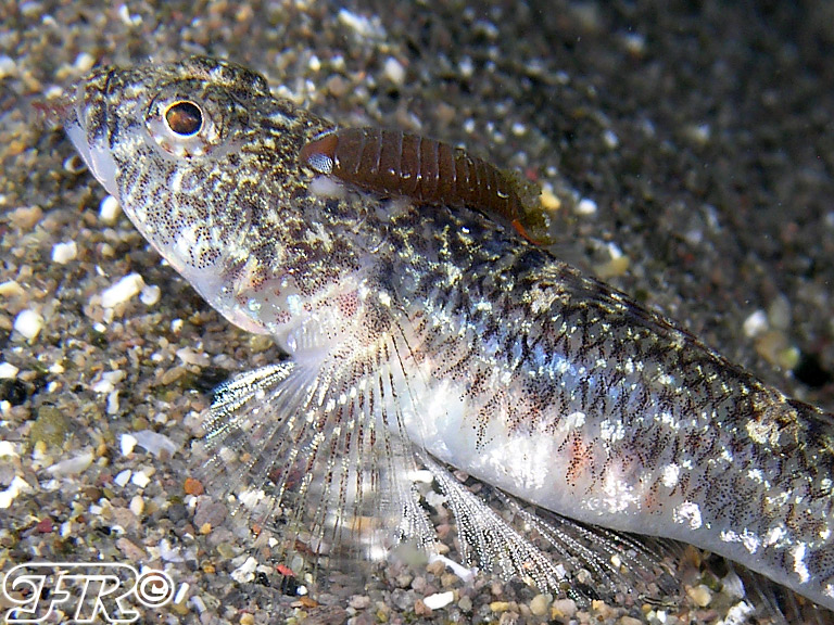 Pomatoschistus marmoratus da Sorrento